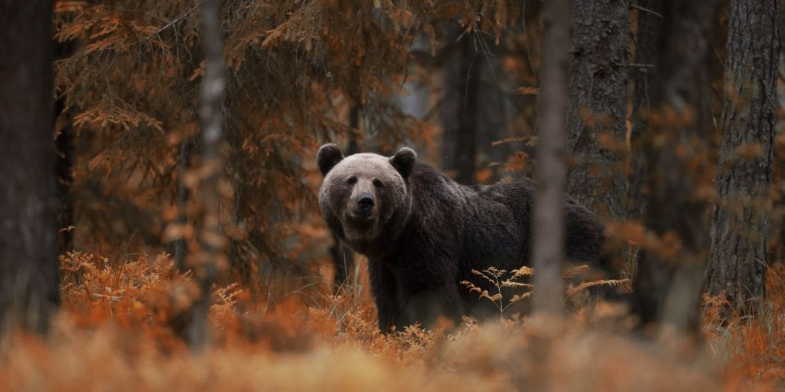 How The Bear Hit Home with My Own Struggles