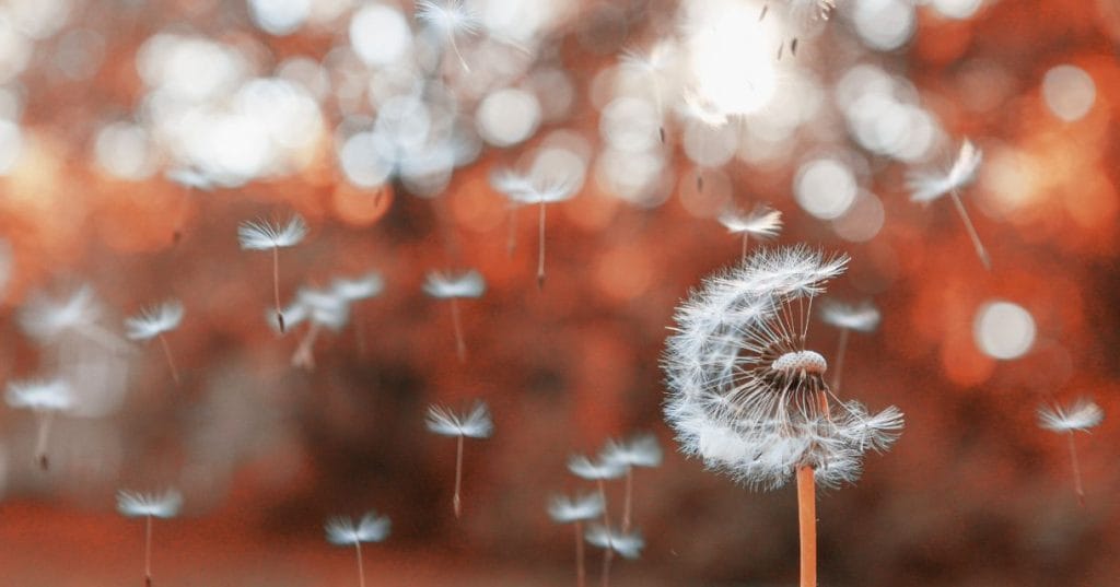 A single dandelion blowing its seeds in the wind, symbolizing the spread of kindness.