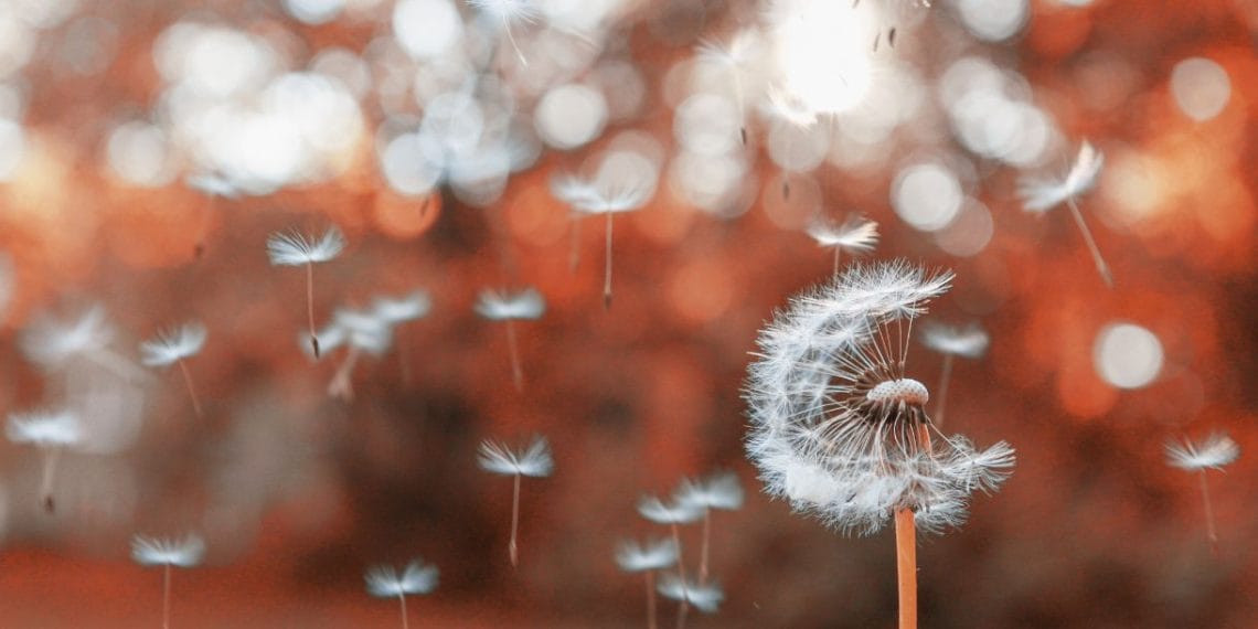 A single dandelion blowing its seeds in the wind, symbolizing the spread of kindness.