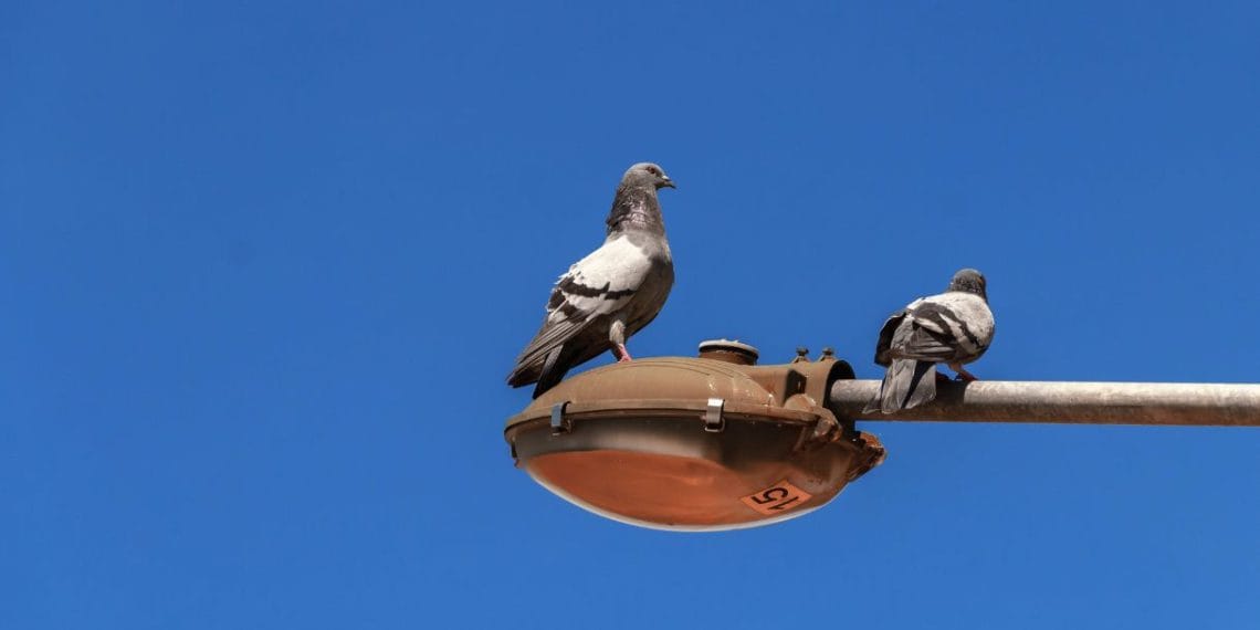 How Two Laps and a Bird Fight Cleared My Head