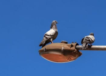 How Two Laps and a Bird Fight Cleared My Head