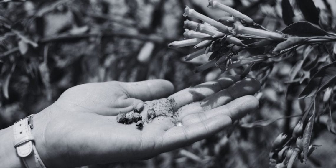 The “Mustard Seed Moments” We All Miss (But Shouldn’t!)