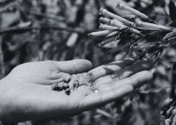 The “Mustard Seed Moments” We All Miss (But Shouldn’t!)