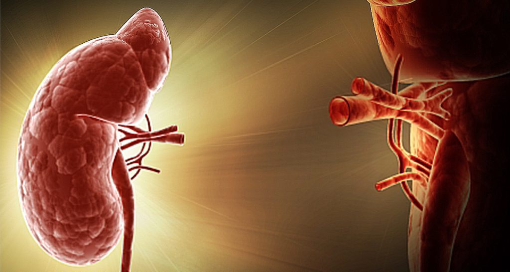 Medical illustration of kidneys highlighting internal structure and arteries, representing ARPKD overview.
