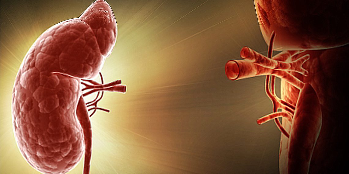 Medical illustration of kidneys highlighting internal structure and arteries, representing ARPKD overview.