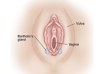 Medical diagram showing the vulva with labelled Bartholin’s glands near the vaginal opening.