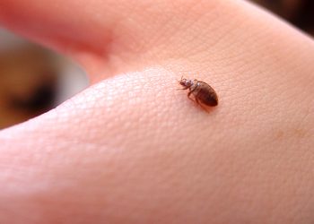 Close-up of a bedbug on human skin, showing the parasite responsible for itchy bites and skin irritation.