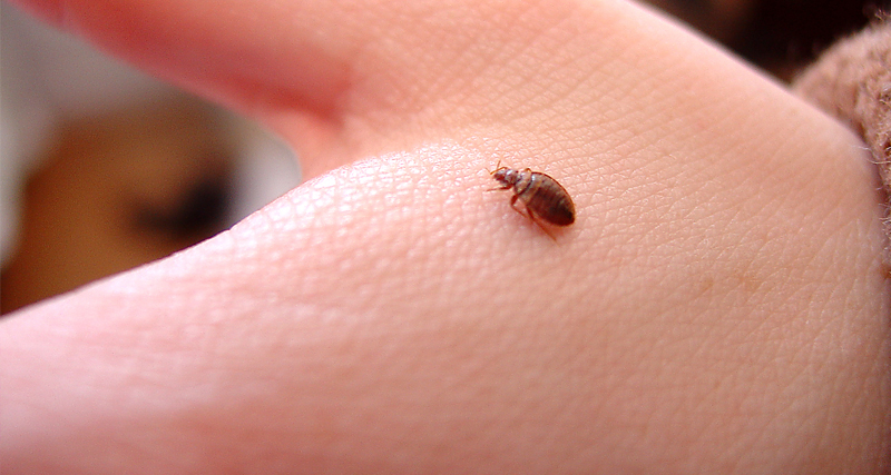 Close-up of a bedbug on human skin, showing the parasite responsible for itchy bites and skin irritation.