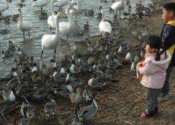 Two children watching ducks and swans by the water’s edge, highlighting bird flu transmission risks in natural settings.