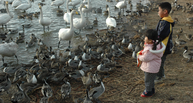 Two children watching ducks and swans by the water’s edge, highlighting bird flu transmission risks in natural settings.
