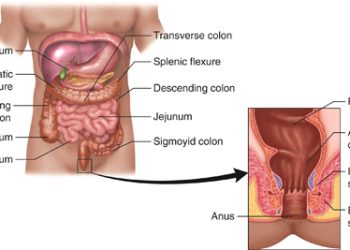 Bowel Incontinence Digestive Anatomy Diagram