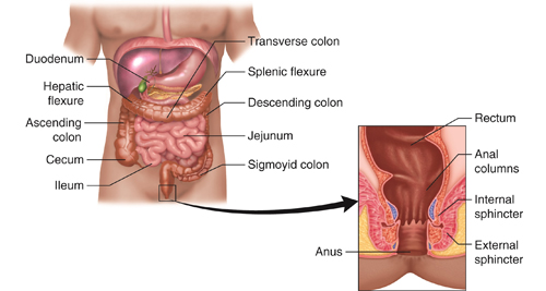 Bowel Incontinence Digestive Anatomy Diagram