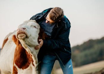 Farmer interacting closely with a cow in a pasture