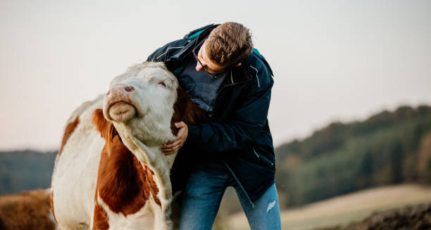 Farmer interacting closely with a cow in a pasture