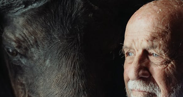 Elderly man with light blue eyes gazing next to a dark horse