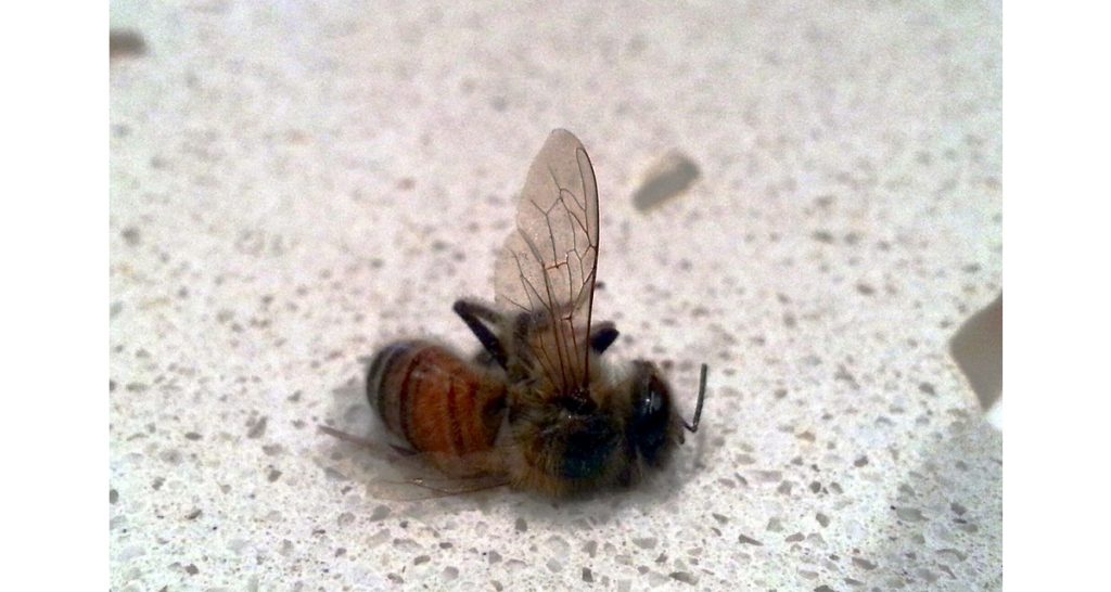 Causes and Risk Factors of Anaphylaxis