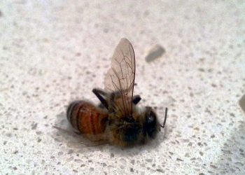 Causes and Risk Factors of Anaphylaxis