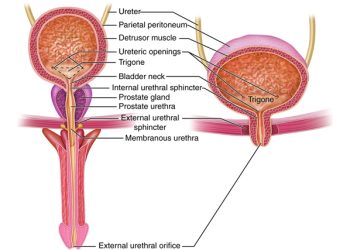 Causes and Risk Factors of Balanitis