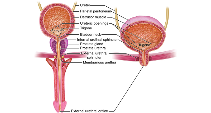 Causes and Risk Factors of Balanitis