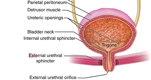 Medical illustration of the bladder and urethra highlighting parts often affected in bladder pain syndrome.