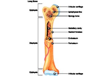 Diagram of a long bone showing anatomy including epiphysis, diaphysis, medullary cavity, and nutrient foramen.