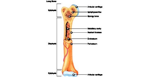 Diagram of a long bone showing anatomy including epiphysis, diaphysis, medullary cavity, and nutrient foramen.