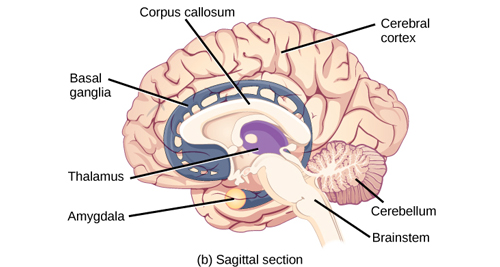 Causes and Risk Factors of Brain Abscess