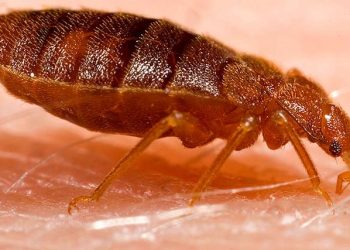 Causes and Spread of Bedbugs