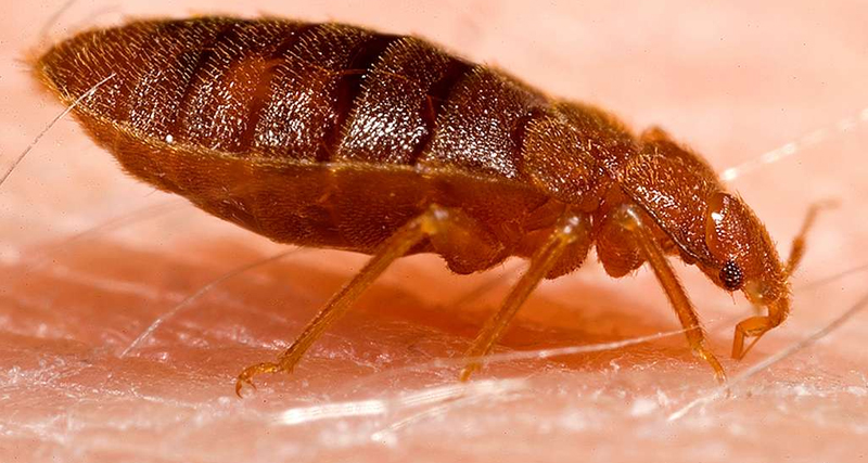 Causes and Spread of Bedbugs