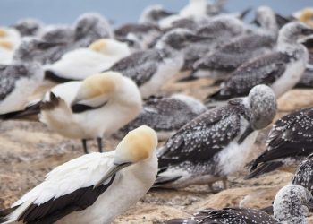 Flock of seabirds gathered on rocky shore, illustrating natural reservoirs and transmission pathways of bird flu.