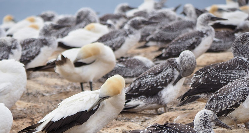 Flock of seabirds gathered on rocky shore, illustrating natural reservoirs and transmission pathways of bird flu.