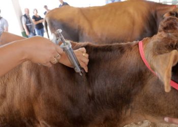 Veterinarian injecting a cow during livestock vaccination
