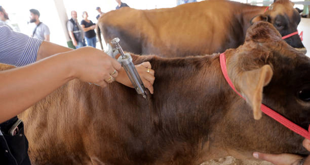 Veterinarian injecting a cow during livestock vaccination