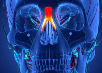 3D medical illustration of facial venous system highlighting the cavernous sinus
