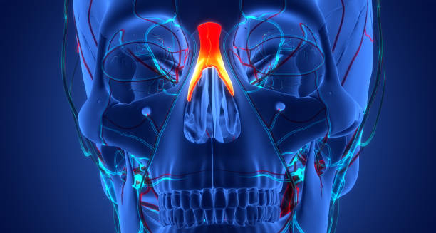 3D medical illustration of facial venous system highlighting the cavernous sinus