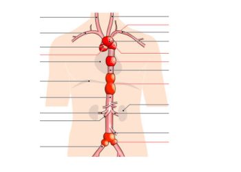Anatomical diagram of the human nervous system with labelled peripheral nerves