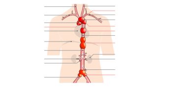 Anatomical diagram of the human nervous system with labelled peripheral nerves
