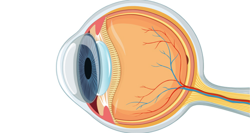 Detailed cross-section of the human eye showing internal structures, highlighting vision complications related to Behçet’s disease.