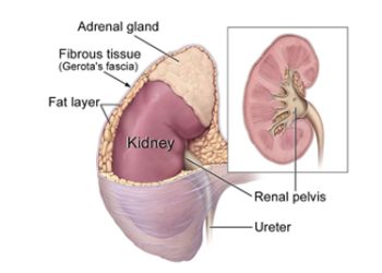 Medical illustration of a human kidney with labelled parts including adrenal gland, renal pelvis, and ureter.