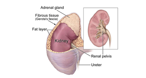 Medical illustration of a human kidney with labelled parts including adrenal gland, renal pelvis, and ureter.