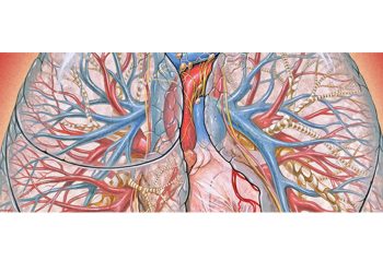 Complications and Recovery of ARDS