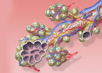 Detailed anatomical illustration of alveoli and blood vessels, depicting lung structures vital for respiratory diagnosis.