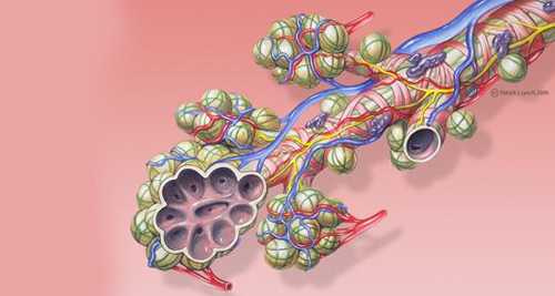 Detailed anatomical illustration of alveoli and blood vessels, depicting lung structures vital for respiratory diagnosis.