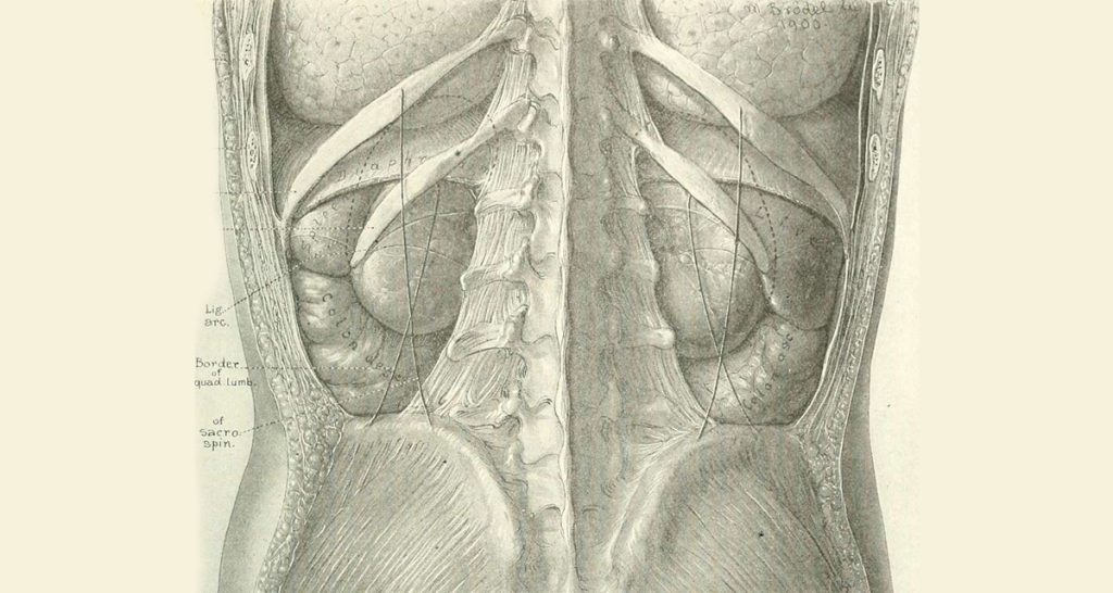 Antique anatomical illustration of the human abdomen showing kidneys, spine, and surrounding tissues.