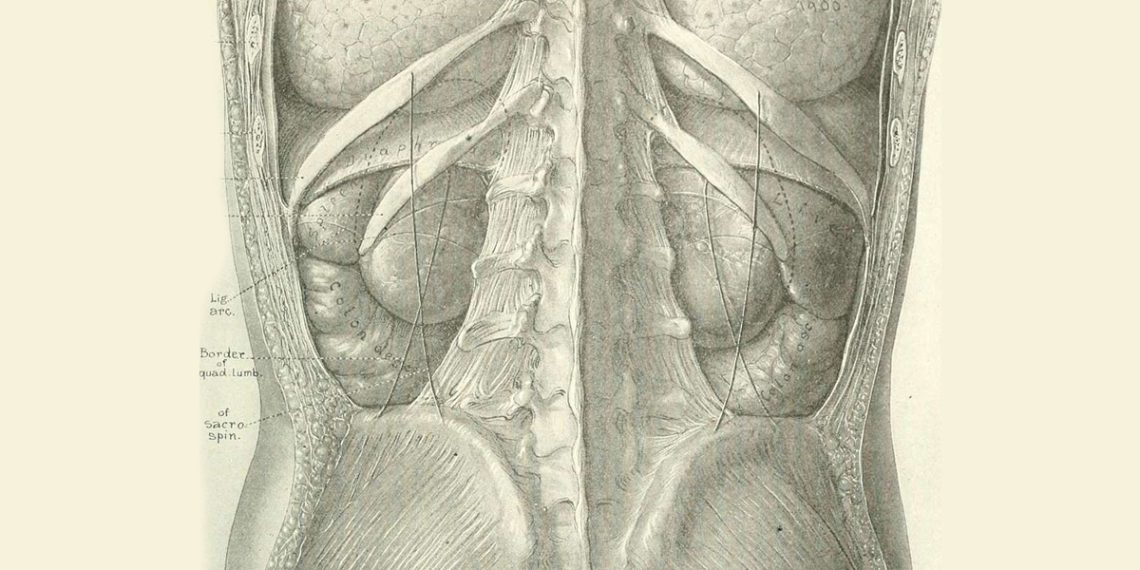 Antique anatomical illustration of the human abdomen showing kidneys, spine, and surrounding tissues.