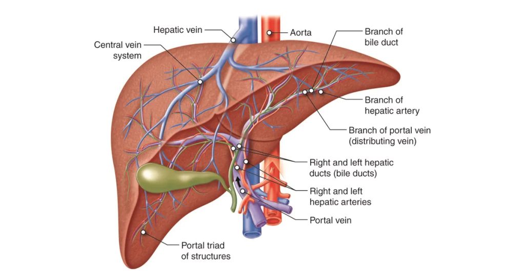Diagnosis of Alcohol-Related Liver Disease
