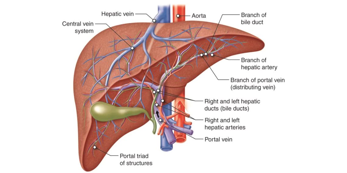 Diagnosis of Alcohol-Related Liver Disease