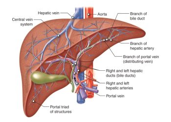 Diagnosis of Alcohol-Related Liver Disease