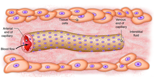 Diagnosis of Atherosclerosis