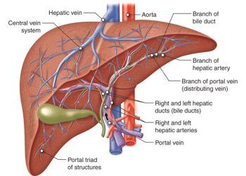 An anatomical diagram of the liver and bile ducts used to illustrate bile duct cancer diagnosis and internal liver structure.